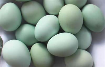 绿壳蛋